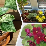 kterym-pokojovym-rostlinam-se-bude-darit-ve-vasi-kuchyni-odbornici.webp.webp